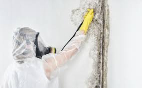 Professional Mold Prevention & Removal  in Thornville, OH